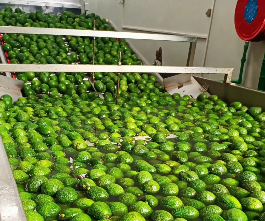 Avocado Sourcing from South Africa and Kenya: The 2025 Season Guide