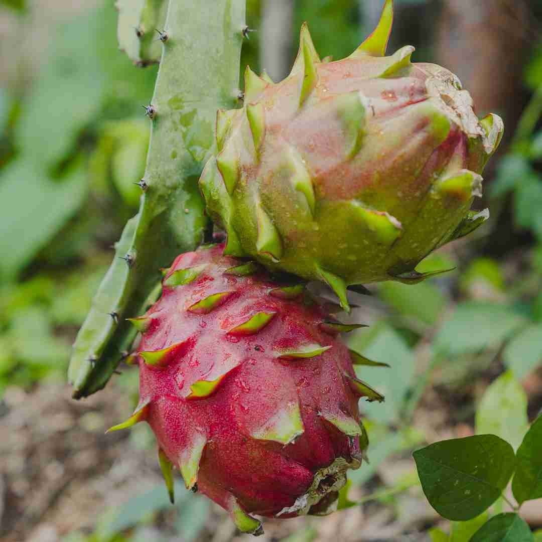 Navigating the Global Fresh Produce Supply Chain in 2025