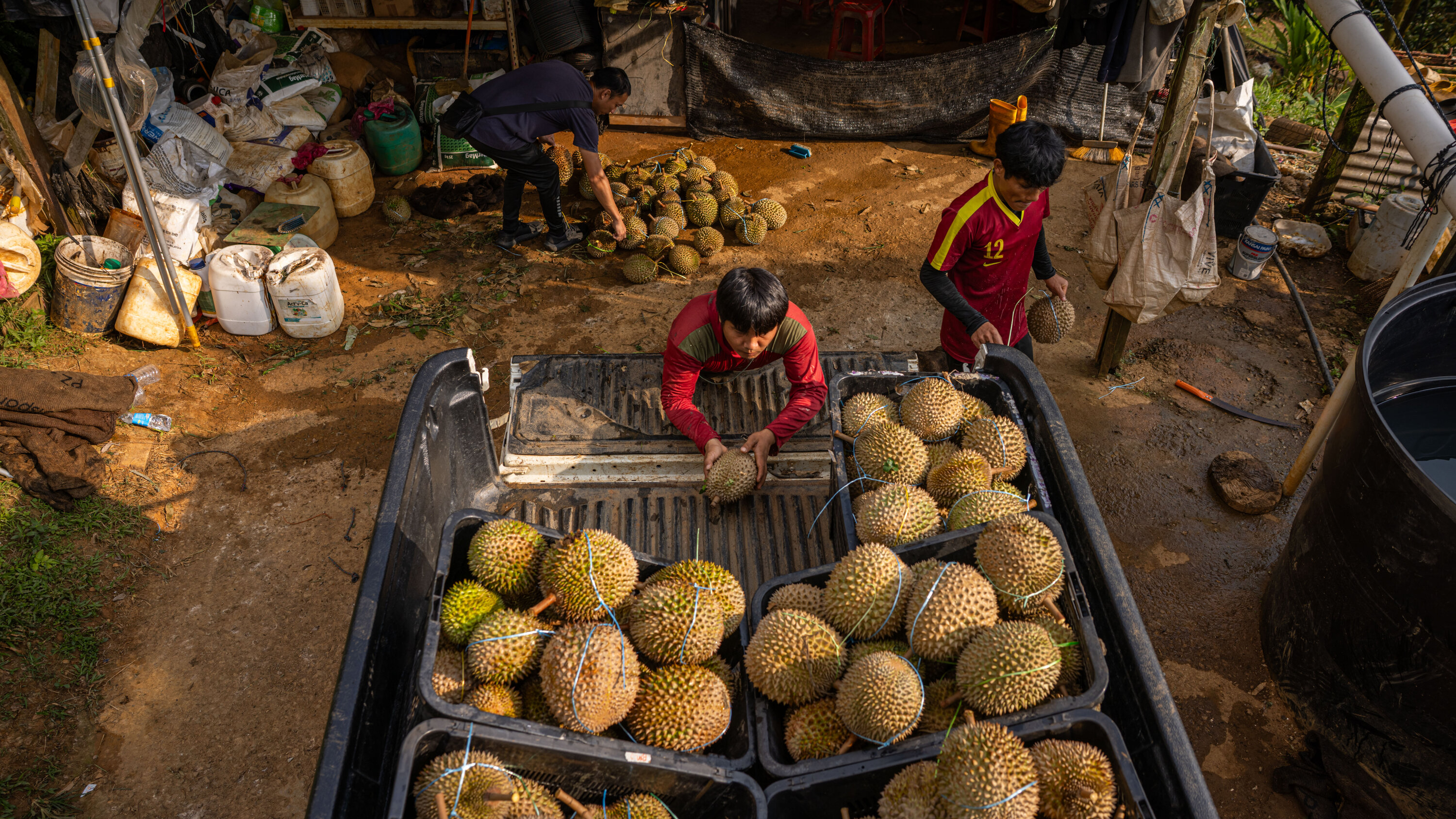 Malaysia Durian Export Season 2025: What Buyers Need to Know