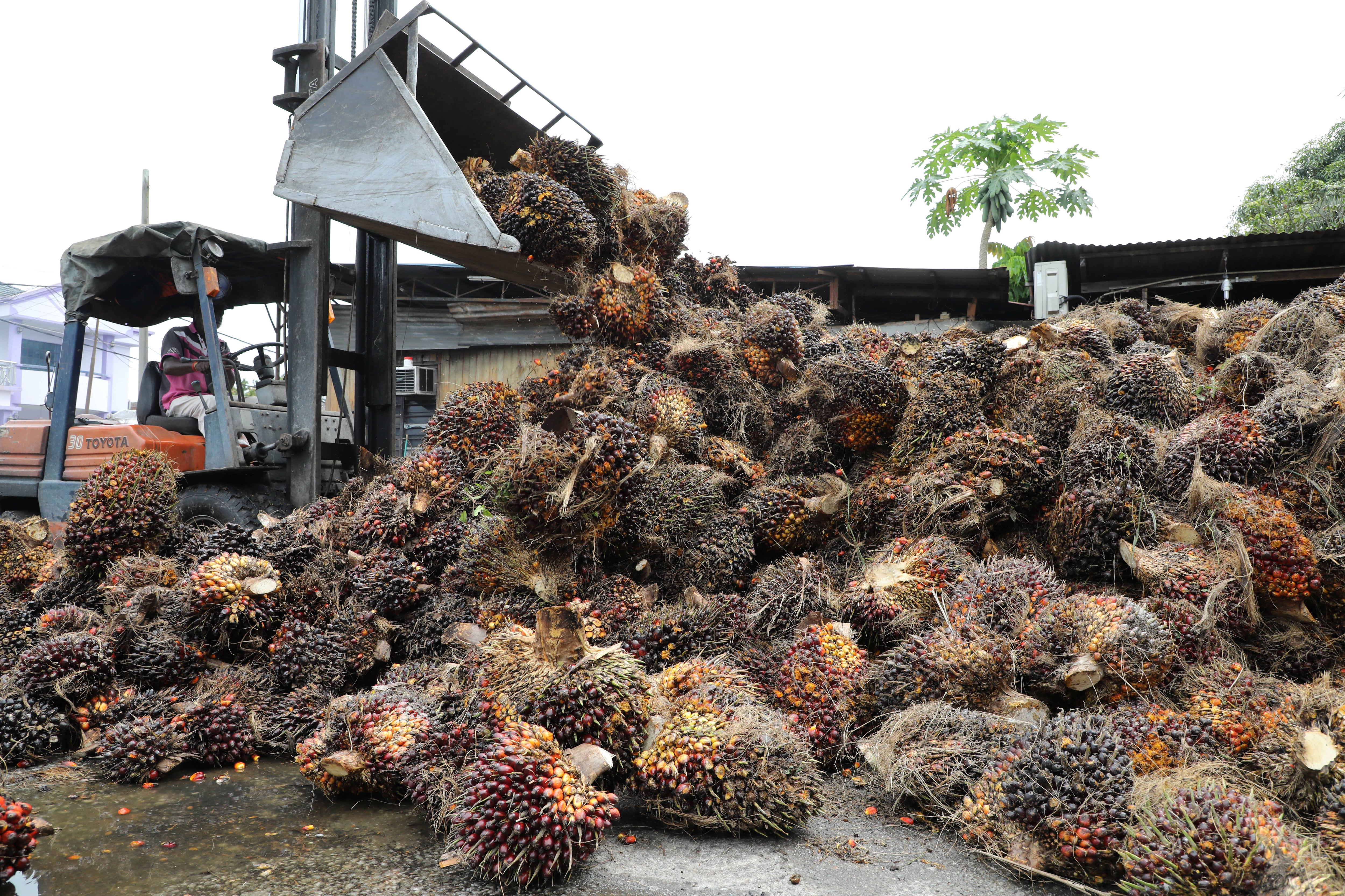 Crude Palm Oil (CPO) Price Outlook 2025: Key Drivers and Forecasts